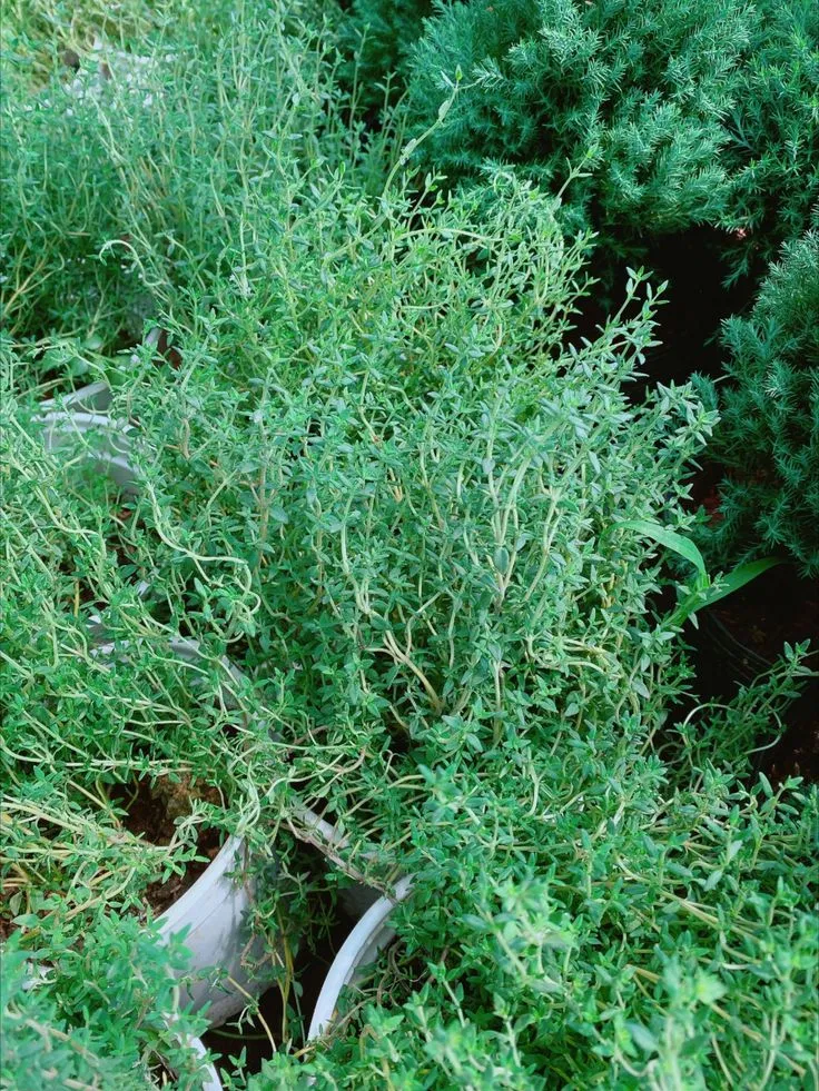 Cây xạ hương(Nguồn: Vườn Cây Cảnh An Nhiên)