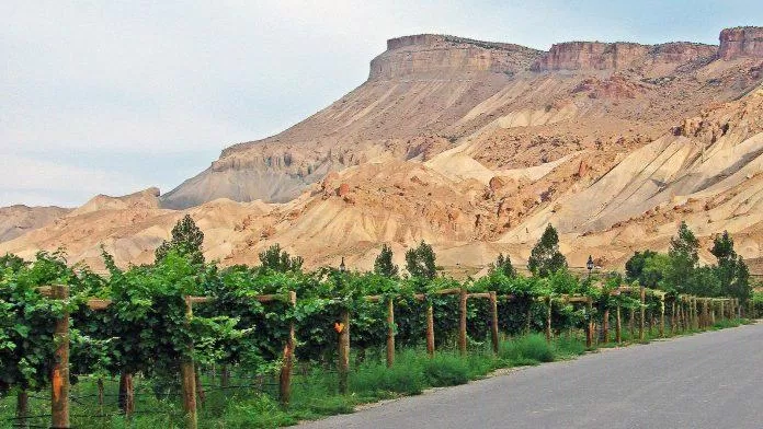Colorado’s Wine Country - nguồn: Internet