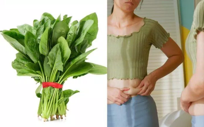 Rau muống giúp giảm cholesterol (Nguồn: Internet)