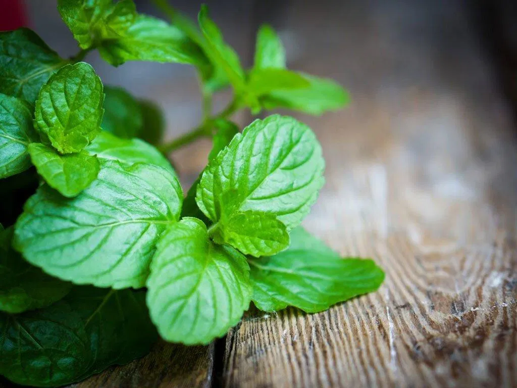 Bạc hà có tính kháng viêm rất tốt (Ảnh: Internet)