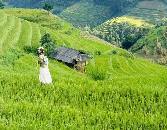 Mùa lúa xanh tại đồi mâm xôi. (Ảnh: Kim Cúc)