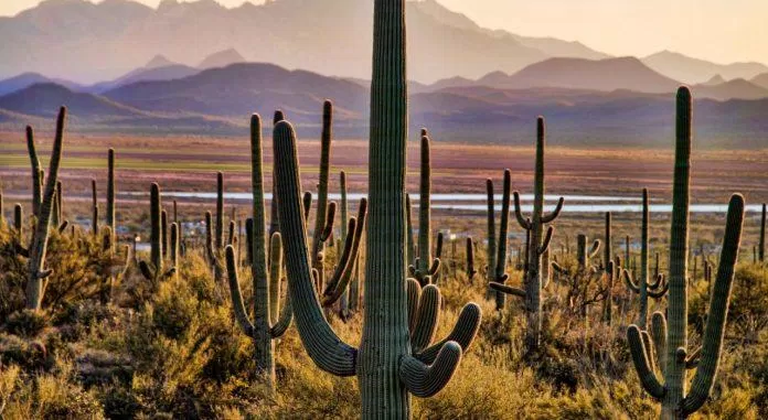 Saguaro National Park - nguồn: Internet Saguaro National Park - nguồn: Internet