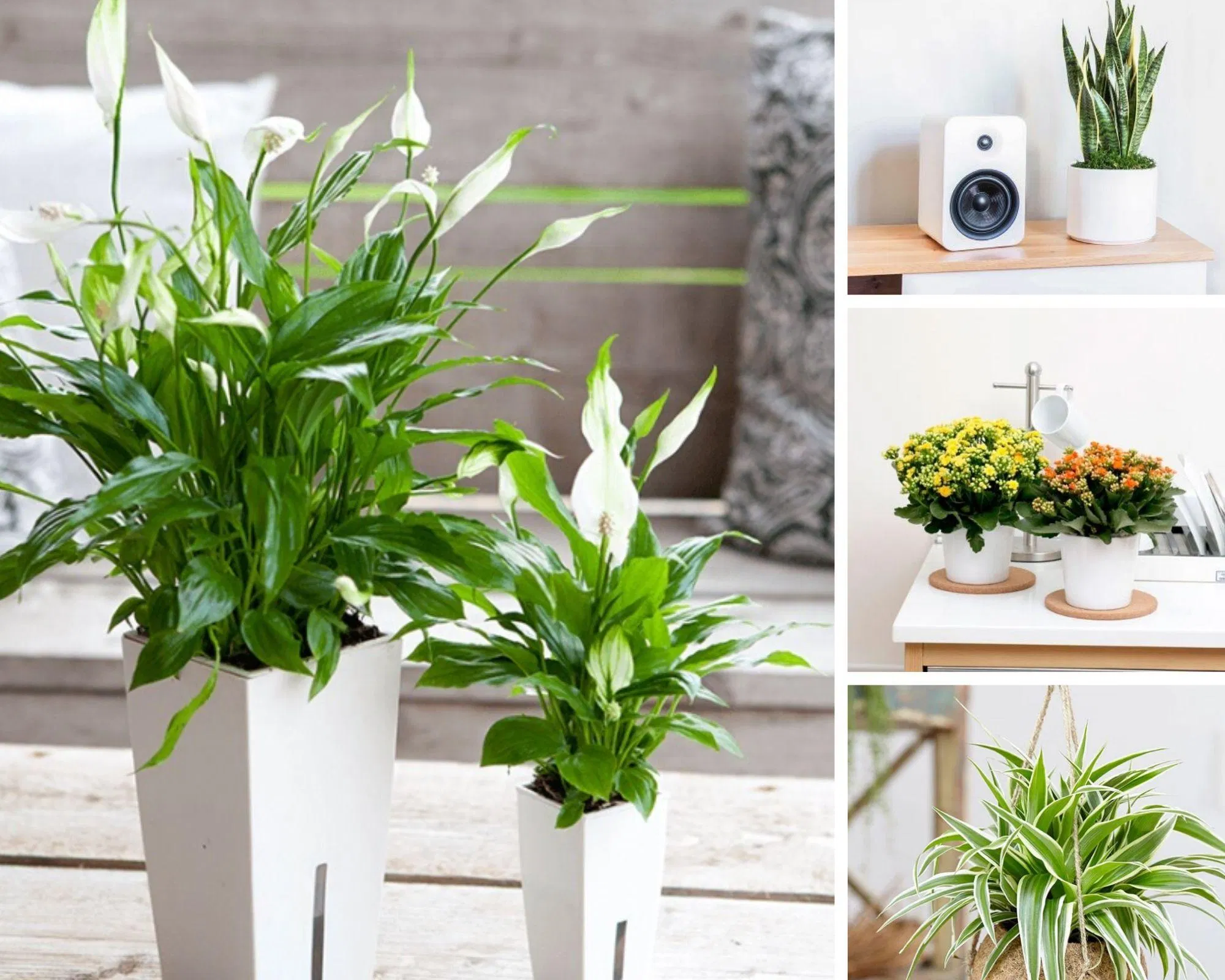 Tự nhiên gói gọn: Những cách tạo không gian xanh trong ngôi nhà của bạn (Ảnh: Internet) Tự nhiên gói gọn: Những cách tạo không gian xanh trong ngôi nhà của bạn (Ảnh: Internet)