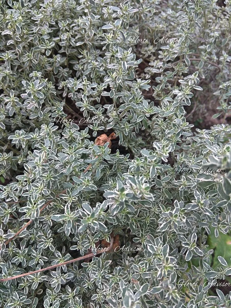 Hoa xạ hương(Nguồn: Pinterest )