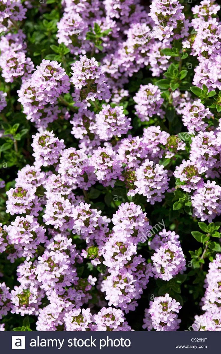 Hoa xạ hương(Nguồn: Pinterest )