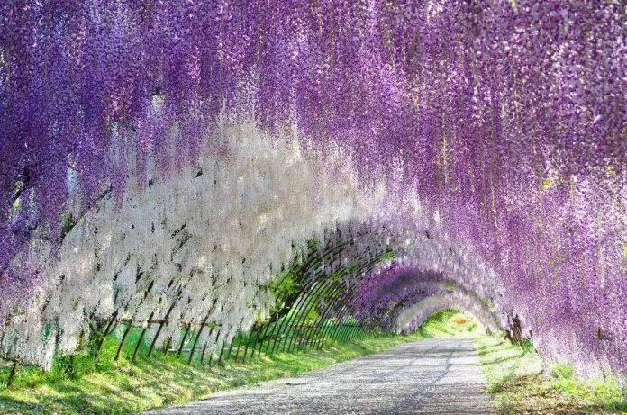 Vườn hoa Ashikaga - Nhật Bản - nguồn: Internet
