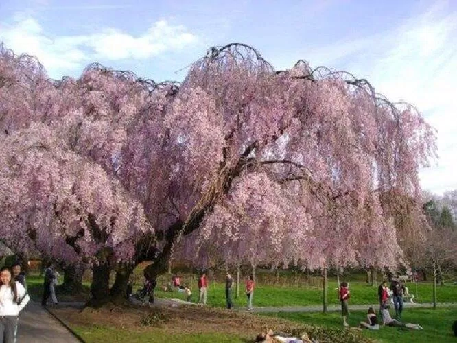 Vườn hoa Brooklyn Botanic - Hoa Kỳ - nguồn: Internet Vườn hoa Brooklyn Botanic - Hoa Kỳ - nguồn: Internet