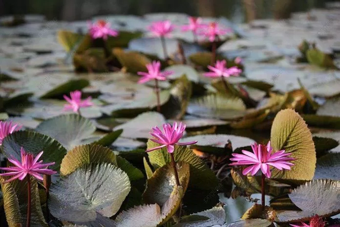 Vườn hoa Lotus - Thái Lan - nguồn: Internet