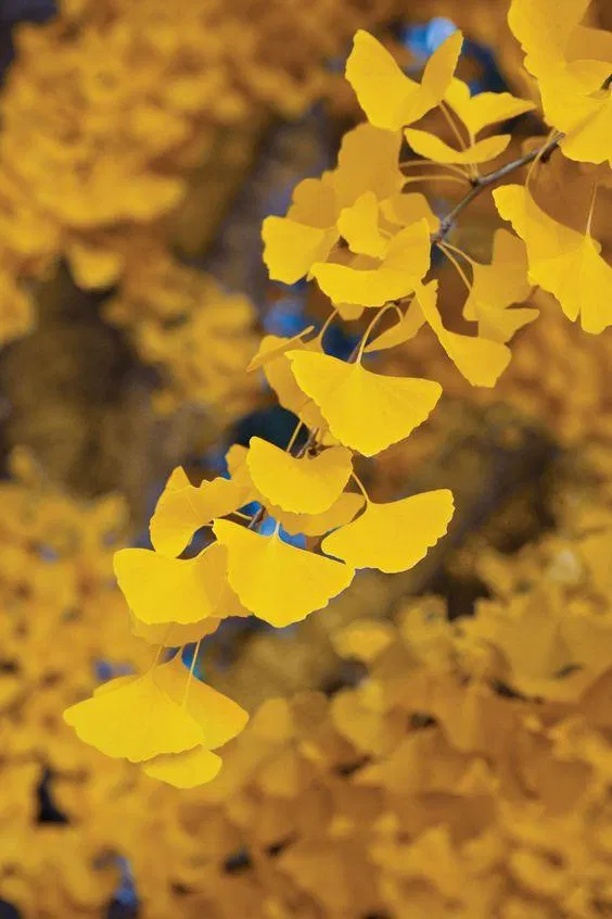 autumn flower