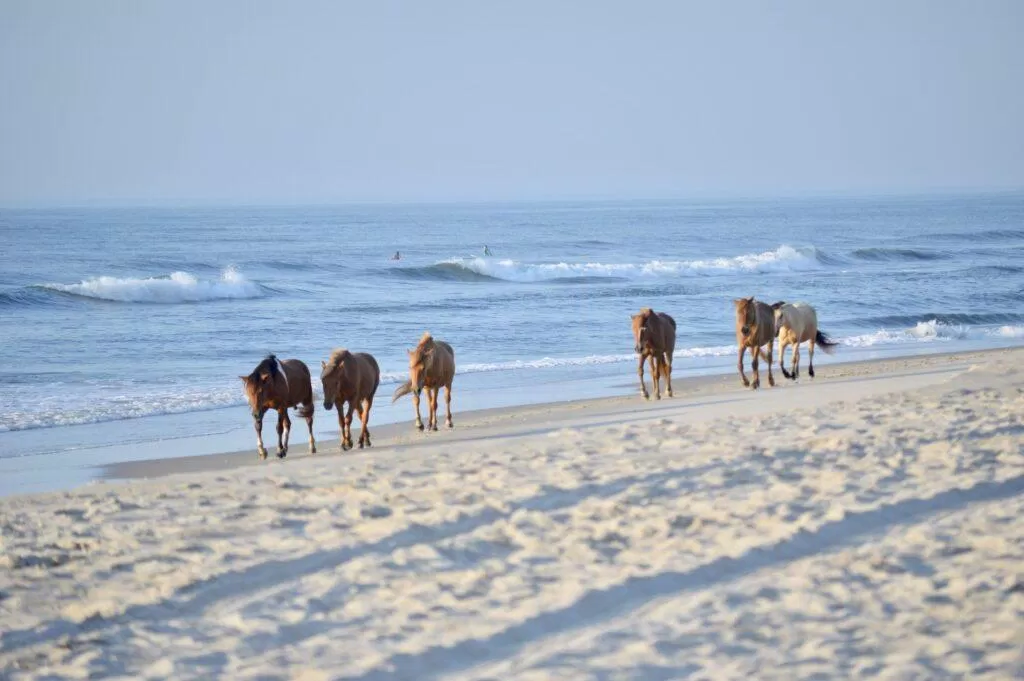 Bãi biển Assateague - nguồn: Internet