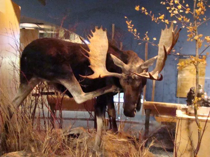 Bảo tàng Buffalo Bill Historical Center - nguồn: Internet Bảo tàng Buffalo Bill Historical Center - nguồn: Internet