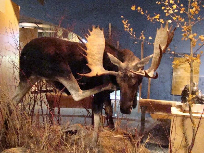 Bảo tàng Buffalo Bill Historical Center - nguồn: Internet