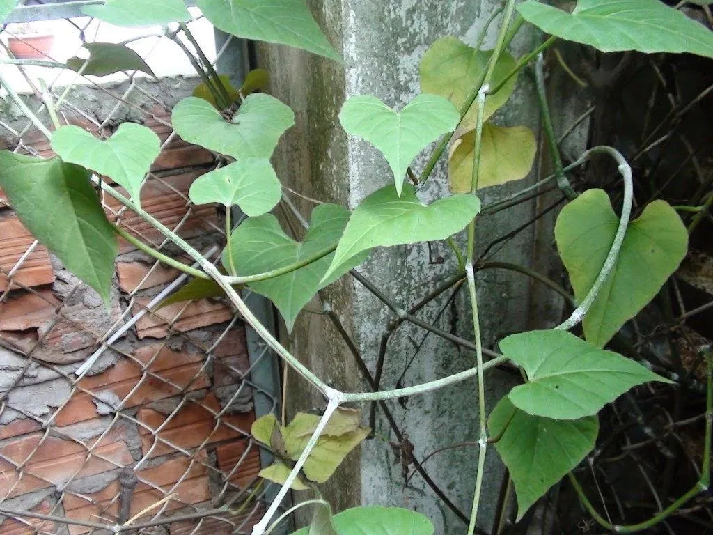 Chìa vôi (Ảnh: Internet) Chìa vôi (Ảnh: Internet)