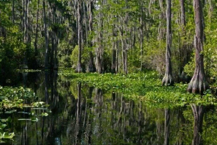 Công viên Quốc gia Okefenokee Swamp - nguồn: Internet Công viên Quốc gia Okefenokee Swamp - nguồn: Internet