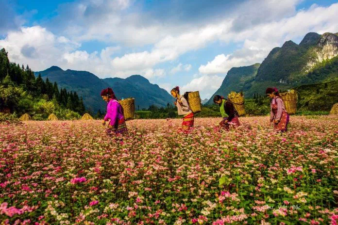 Hình ảnh người dân Hà Giang giữa cánh đồng hoa tuyệt đẹp (Ảnh: Internet)