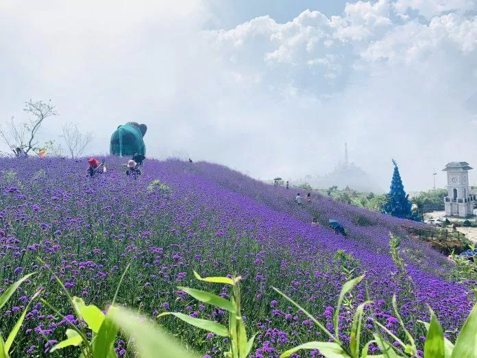 Cảnh tượng hoa nở tím bao phủ cả một ngọn đồi ở Sapa (Ảnh: Internet)