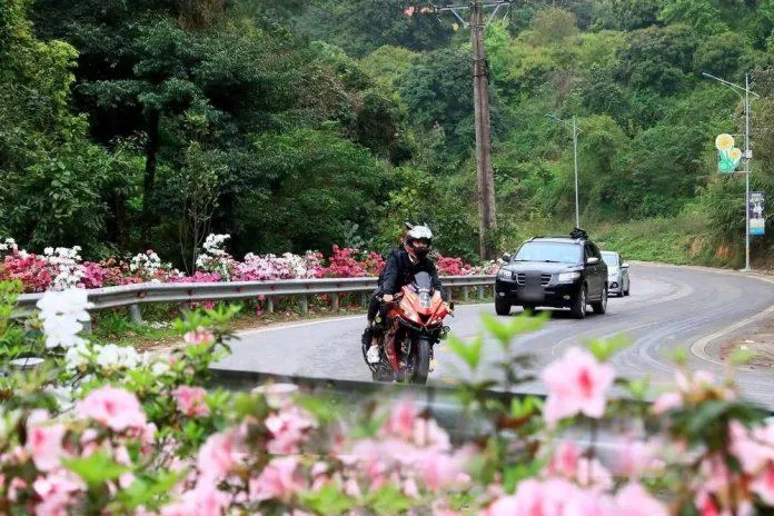 Hoa đỗ quyên thơ mộng ven đường lên Tam Đảo (Ảnh: Internet)