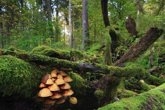 Khu vực Bialowieza Forest - nguồn: Internet Khu vực Bialowieza Forest - nguồn: Internet