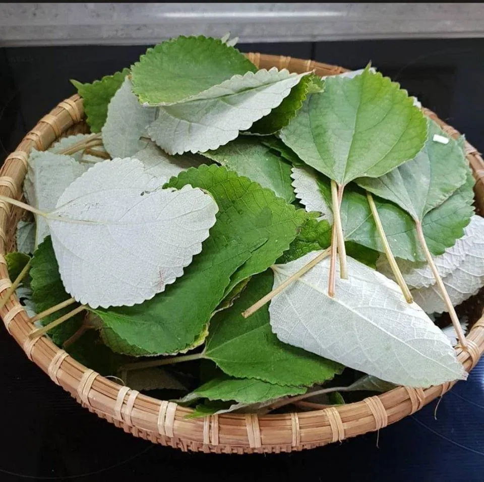 Lá gai (Ảnh: Internet) Lá gai (Ảnh: Internet)