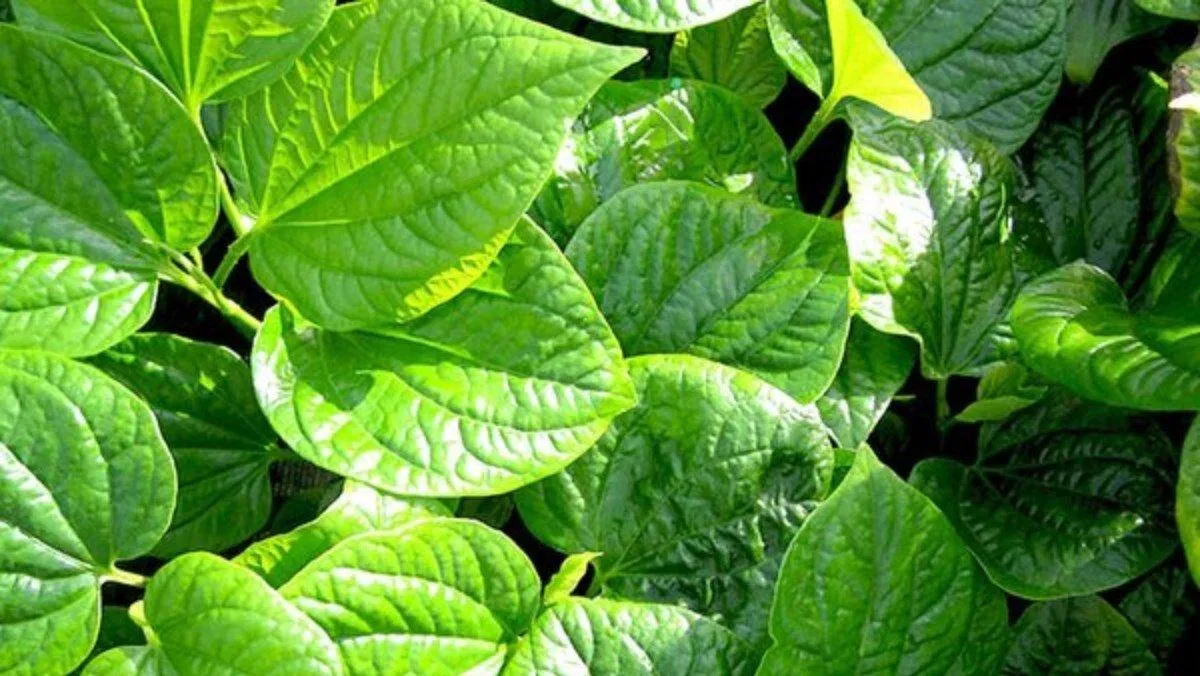 Lá lốt (Ảnh: Internet) Lá lốt (Ảnh: Internet)