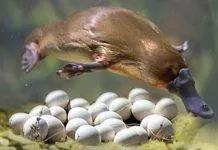 Thú mỏ vịt là một trong những loài động vật kì lạ nhất thế giới (Ảnh: Internet)