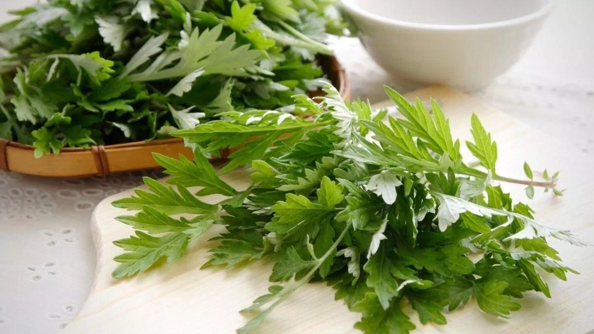 Lá ngải cứu (Ảnh: Internet) Lá ngải cứu (Ảnh: Internet)