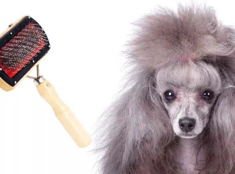 Chăm sóc lông cho bé Poodle Chăm sóc lông cho bé Poodle