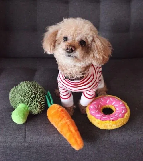 Mua đồ chơi cho chó Poodle Mua đồ chơi cho chó Poodle