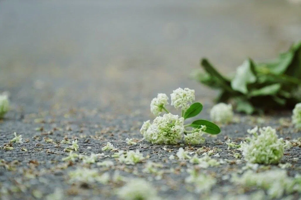 stt hay về hoa sữa mùa thu, thơ về hoa sữa lãng mạn dạt dào (Ảnh: Internet)