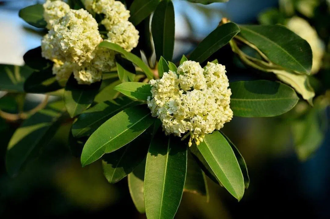 stt hay về hoa sữa mùa thu, thơ về hoa sữa lãng mạn dạt dào (Ảnh: Internet)