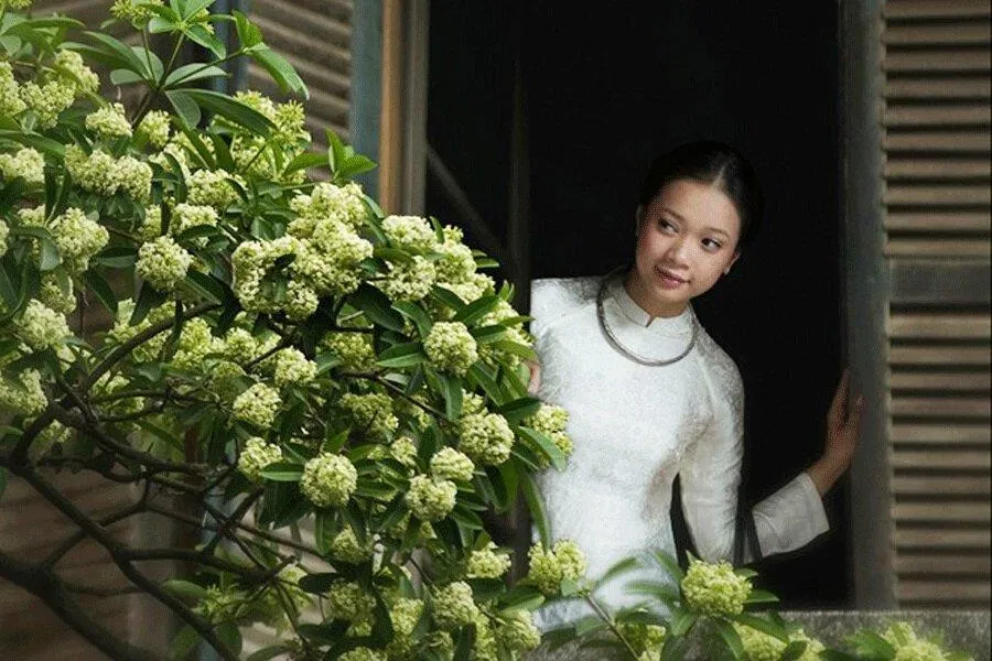 stt hay về hoa sữa mùa thu, thơ về hoa sữa lãng mạn dạt dào (Ảnh: Internet)