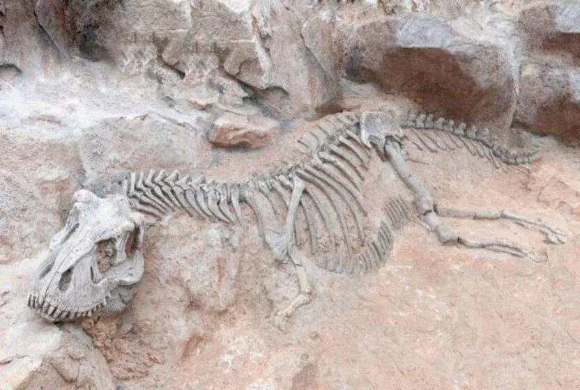 Người tiền sử dùng xương như thế nào? (Ảnh: Internet)