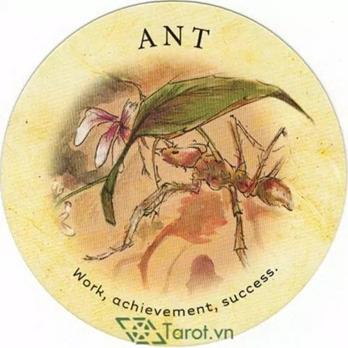 Ant Ant