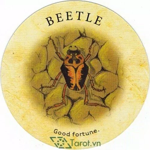 Beetle