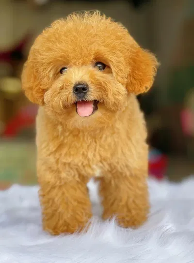 Chó Poodle