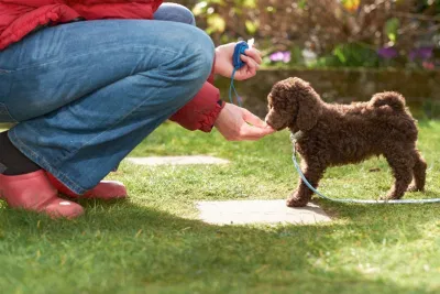 Huấn luyện Poodle (Nguồn: Internet)