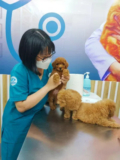 kiểm tra y tế định kỳ cho chó Poodle