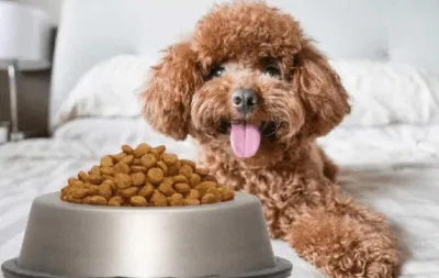 Dinh Dưỡng Hợp Lý Dành Cho Chó Poodle (Nguồn: Internet)