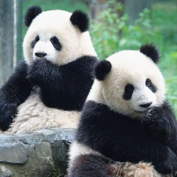 Cặp anh em gấu trúc sinh đôi Du Khả, Du Ái. Ảnh: Internet.