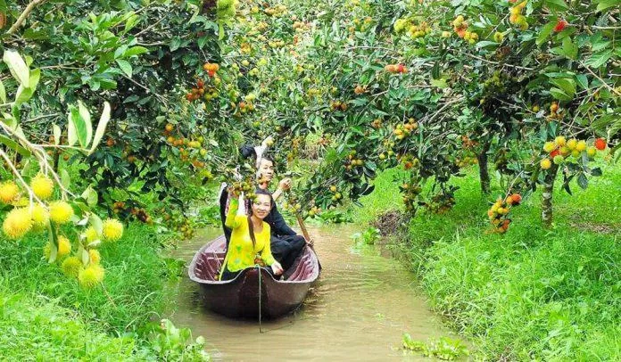 Chèo xuồng và tham quan vườn trái cây tại Cồn Sơn. Ảnh: internet