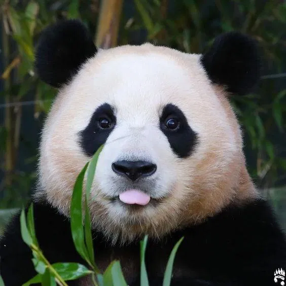 Gấu trúc Fubao. Ảnh: Internet.