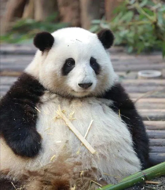 Gấu trúc Hoa Hoa. Ảnh: Internet.