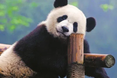 Chúng ta hiểu nhầm khá nhiều hành vi của các loài động vật! (Ảnh: Internet)