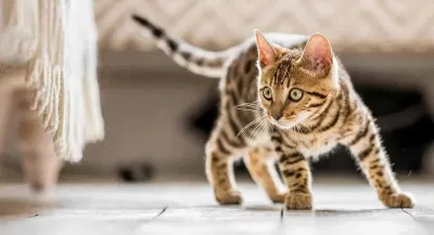 Chúng ta hiểu nhầm khá nhiều hành vi của các loài động vật! (Ảnh: Internet)