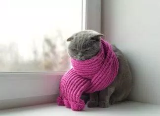 Mèo cũng có thể bị cảm lạnh giống như người (Ảnh: Internet)
