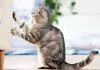 Mèo cào đồ vật do thói quen (Ảnh: Internet)