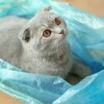 Mèo thích chơi với túi nilon (Ảnh: Internet)