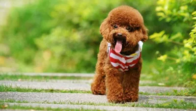 Chó Poodle thích vận động