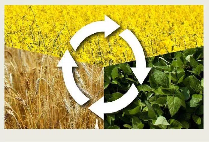 Canh tác luân phiên (Crop Rotation) (Nguồn: Internet) Canh tác luân phiên (Crop Rotation) (Nguồn: Internet)