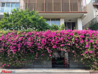 Ý nghĩa phong thủy hoa giấy